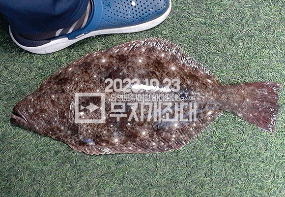 10월 23일 구매항좌대낚시 갑오징어 외수질 및 광어 조황