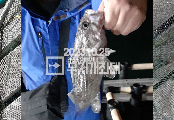 ac3b17b5877abdeb5446d1e919839323_1698194231_2392.jpg 10월 25일 안면도 구매항좌대 조황 나무튜브님 방문