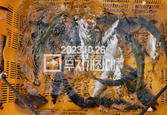 10월 26일 안면도 구매항좌대 조황 - 고등어