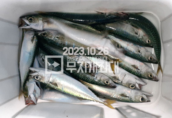 10월 26일 안면도 구매항좌대 조황 - 고등어