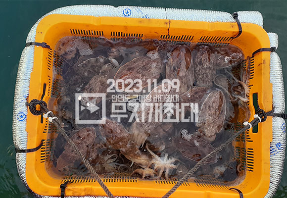 11월 9일 안면도 구매항 야간좌대 조황 - 갑오징어 주꾸미