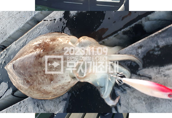 11월 9일 안면도 구매항 야간좌대 조황 - 갑오징어 주꾸미