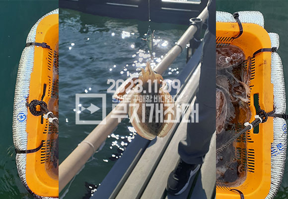 11월 9일 안면도 구매항 야간좌대 조황 - 갑오징어 주꾸미