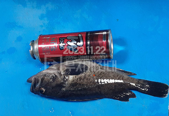 안면도야간좌대 무지개좌대 11월 22일 조황