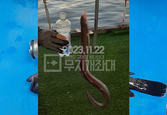 안면도야간좌대 무지개좌대 11월 22일 조황