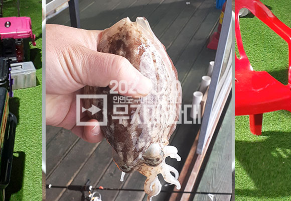 11월 10일 안면도 구매항 야간좌대 조황 - 갑오징어 주꾸미
