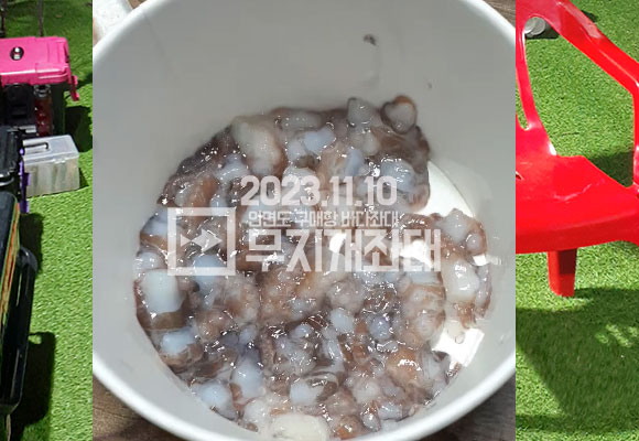11월 10일 안면도 구매항 야간좌대 조황 - 갑오징어 주꾸미