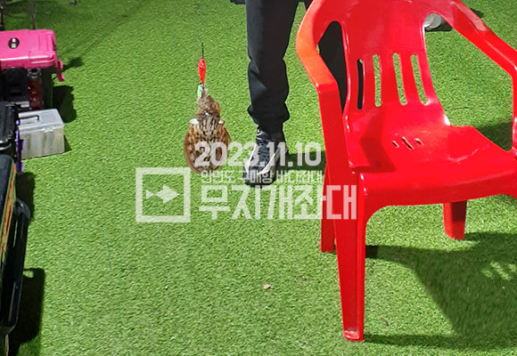 11월 10일 안면도 구매항 야간좌대 조황 - 갑오징어 주꾸미