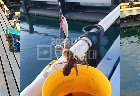 태안좌대 안면도 12월낚시 무지개좌대 주꾸미낚시 조황