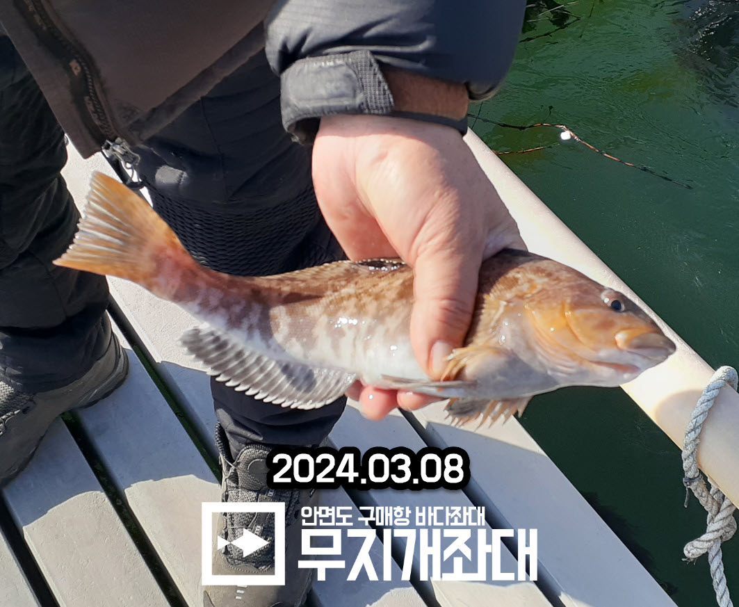 3월8일 놀래미조황