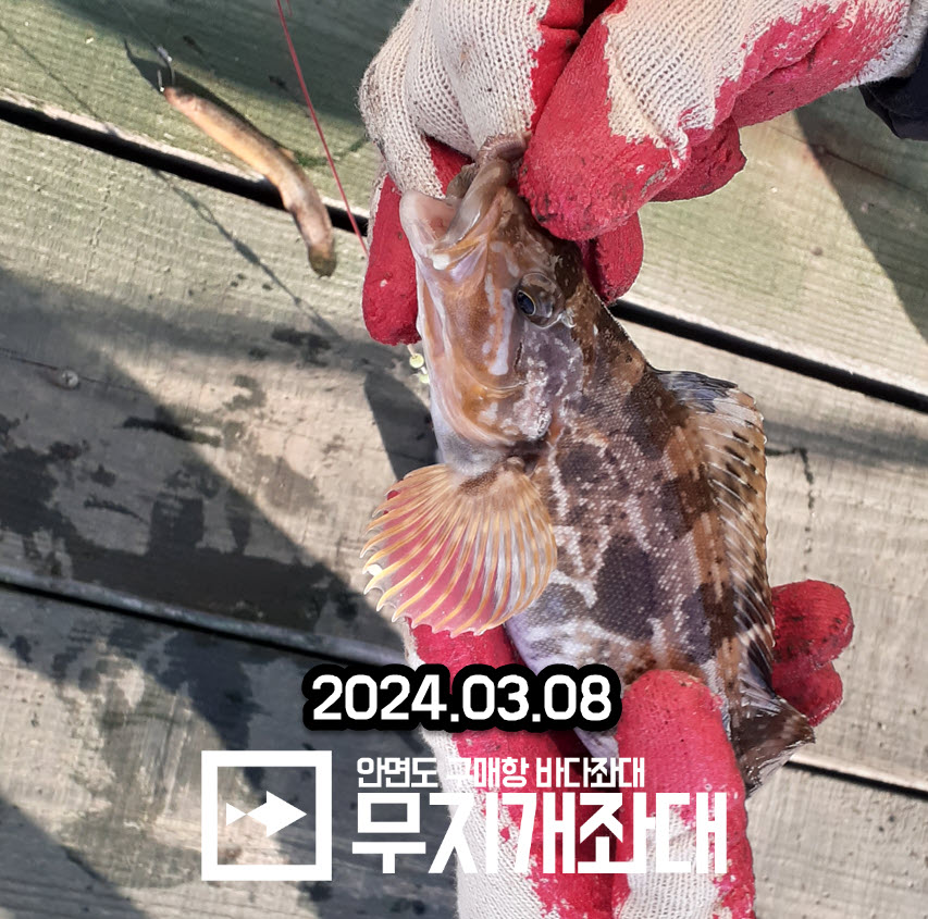 3월8일 놀래미조황