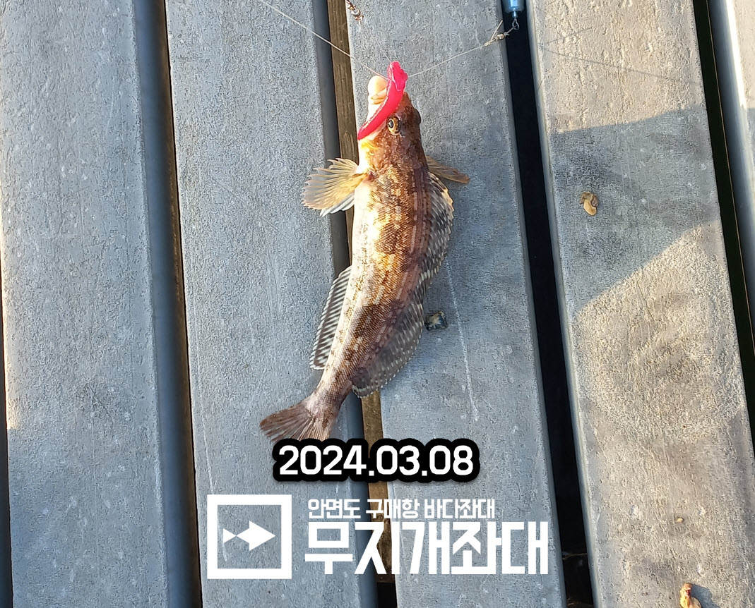 3월8일 놀래미조황