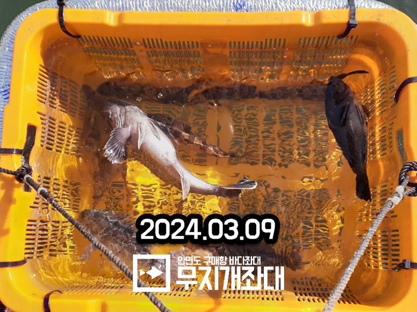 안면도좌대낚시 사리물때 우럭낚시 조황