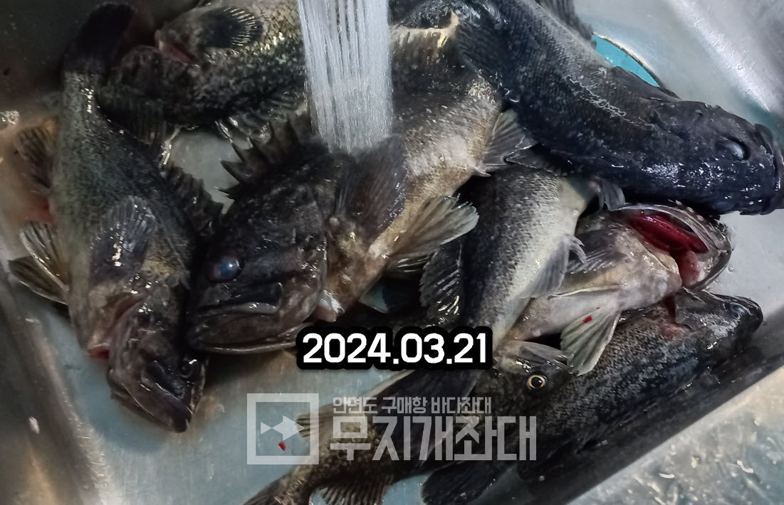 안면도야간좌대 3월 우럭낚시조황 3월 좌대 우럭낚시 조황