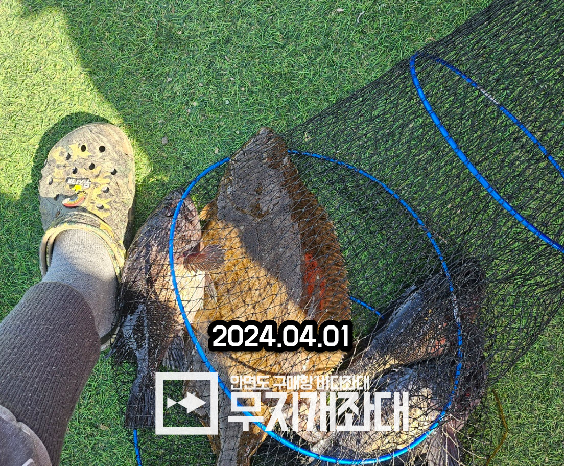 안면도좌대 광어 2024년 첫 등장