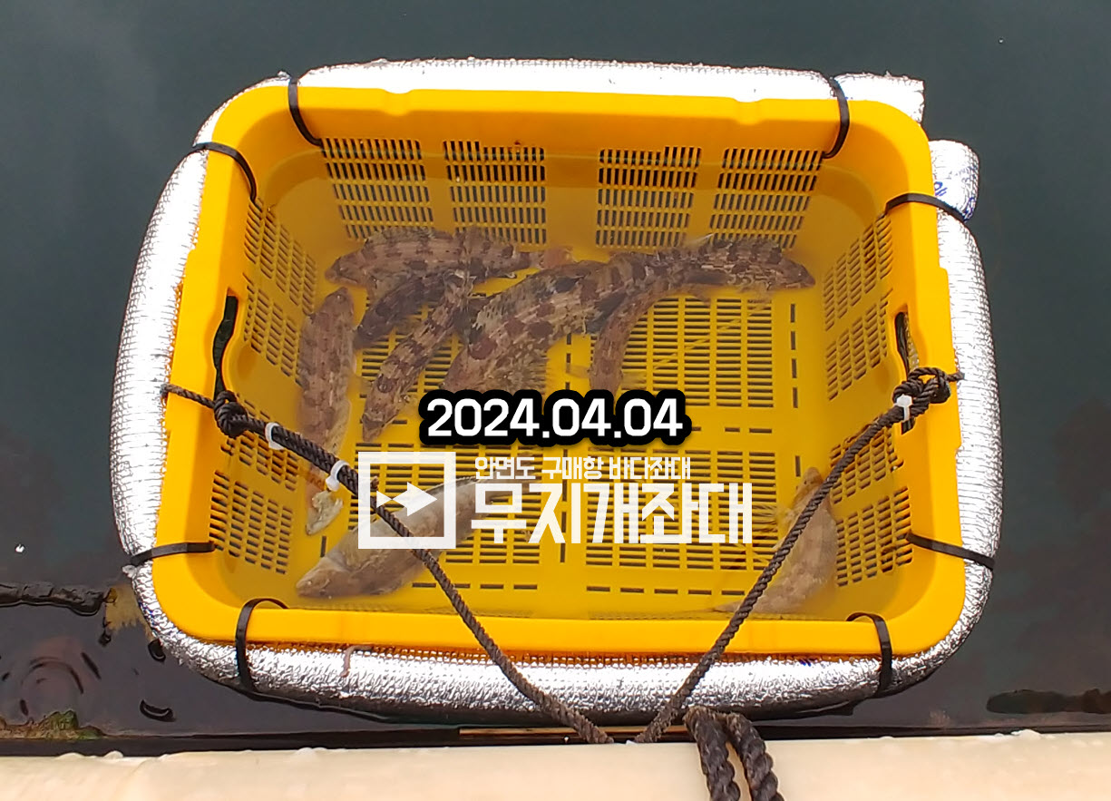 4월4일 봄 바다낚시 조황정보 - 놀래미