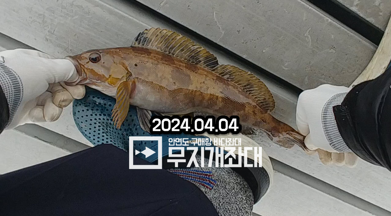 4월4일 봄 바다낚시 조황정보 - 놀래미