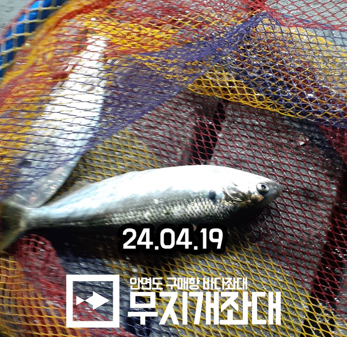 0419 야간좌대 조황안내 - 도다리, 전어, 놀래미