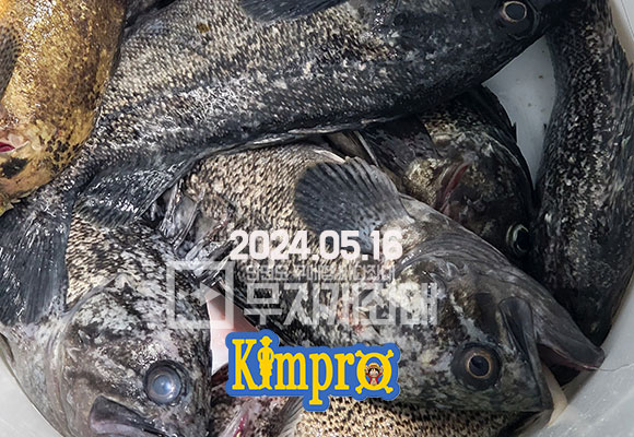 5월16일 야간좌대 낚시조황