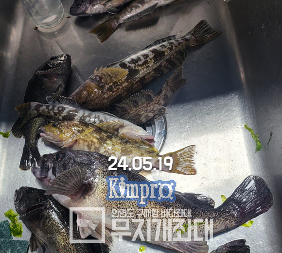 05월 19일 조황 - 우럭(손맛터) 놀래미