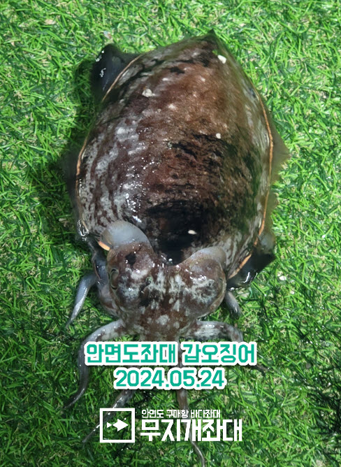 5월 24일 사리물때 안면도좌대 낚시조황 안내 - 우럭, 갑오징어,장어