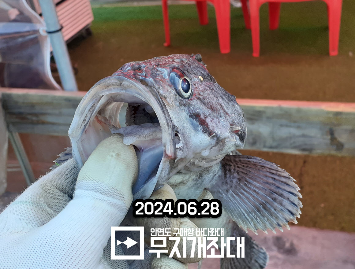 6월 28일 무지개좌대 조황안내