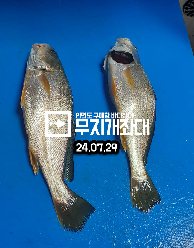 0729-여름 손님 백조기