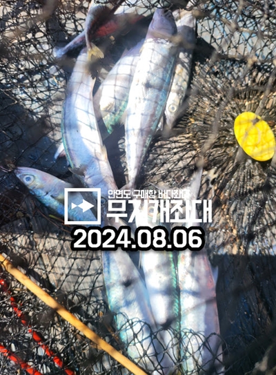 8월6일 조황 - 삼치 (낚시방법, 금어기, 금지체장 안내)
