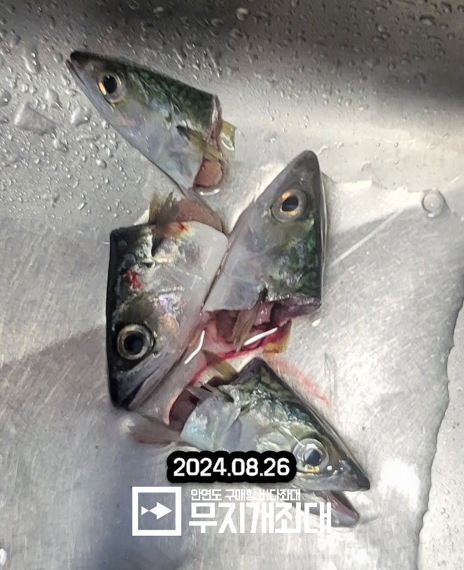 0827- 고등어 조황 안내
