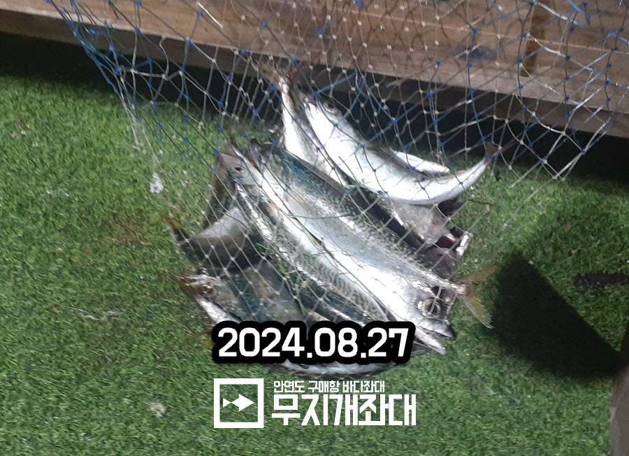 0827 - 야간낚시 고등어 조황