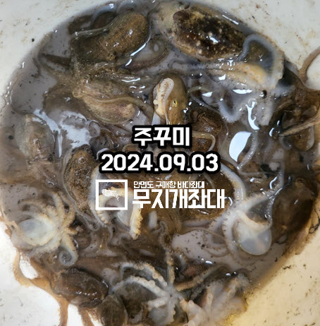 0903-주꾸미 갑오징어 조황