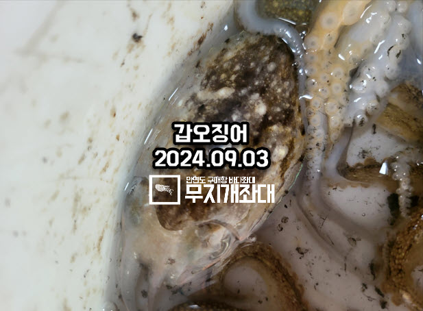 0903-주꾸미 갑오징어 조황