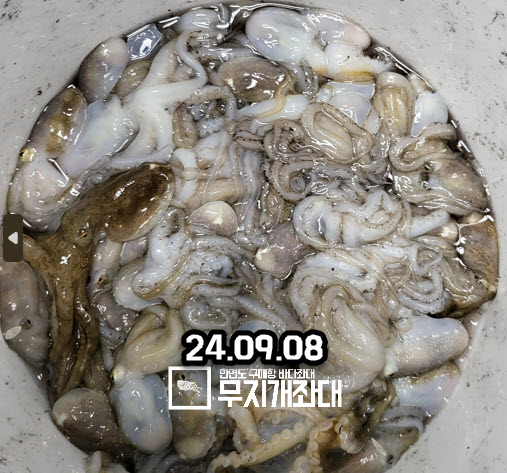 09-08 시간배낚시 주꾸미 조황
