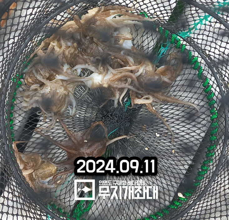 09.11- 안면도좌대 쭈꾸미낚시 조황