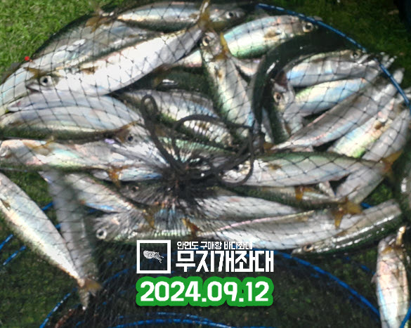 09-12 쭈꾸미좌대낚시 고등어조황