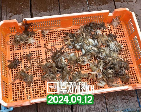 09-12 쭈꾸미좌대낚시 고등어조황