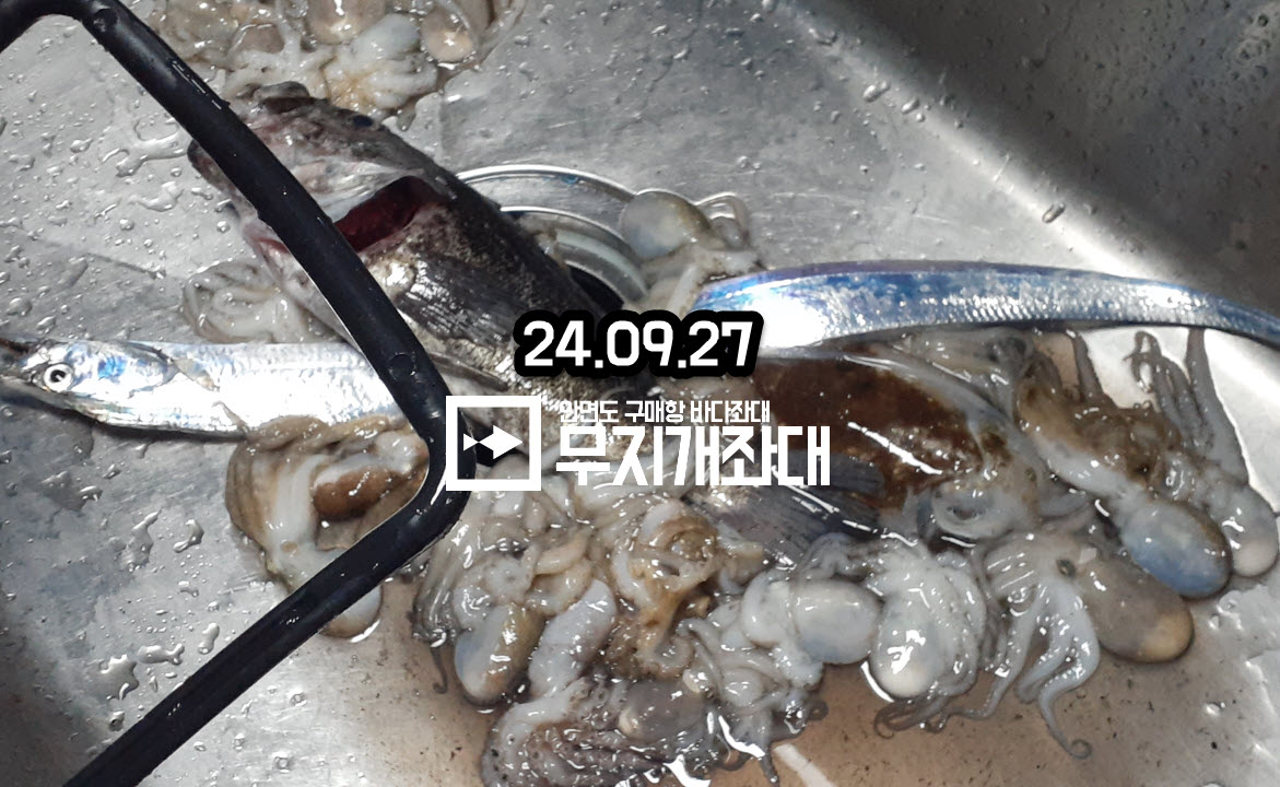0927 갈치, 쭈꾸미, 갑오징어 풍족한 가을 조황안내