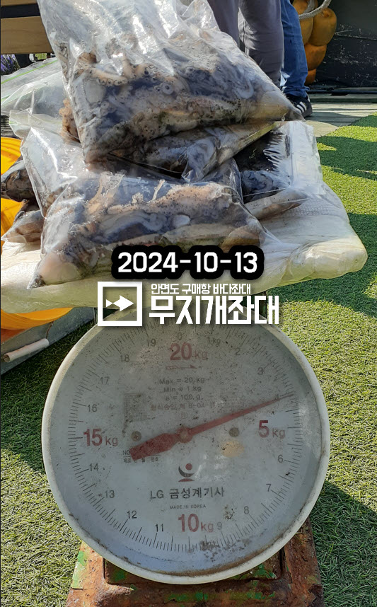 10-13 갑오징어 주꾸미 조황 안내