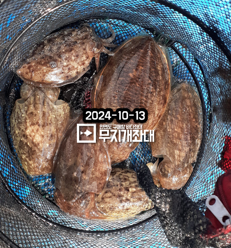 10-13 갑오징어 주꾸미 조황 안내