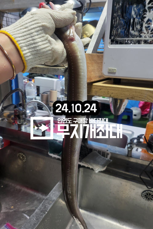 10-24 쭈꾸미낚시 및 붕장어 조황