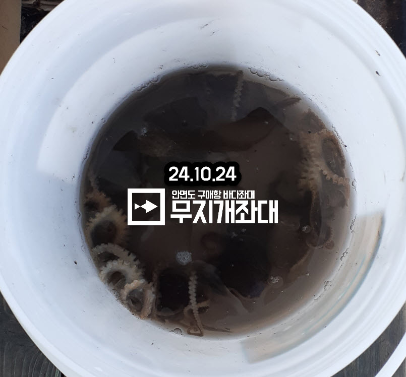 10-24 쭈꾸미낚시 및 붕장어 조황