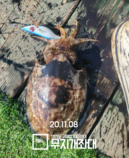 11-08 갑오징어 사무장이 사고친날