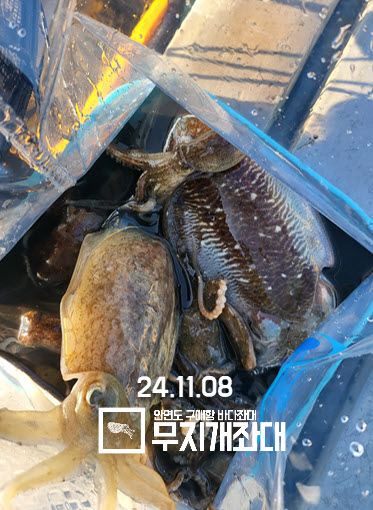 11-08 갑오징어 사무장이 사고친날