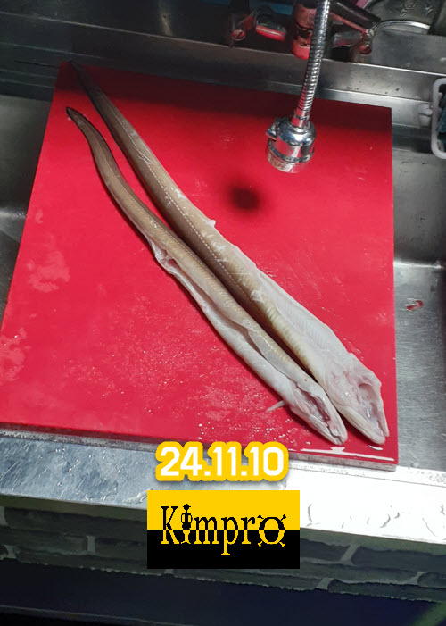 11-10 붕장어,갑오징어 조황안내