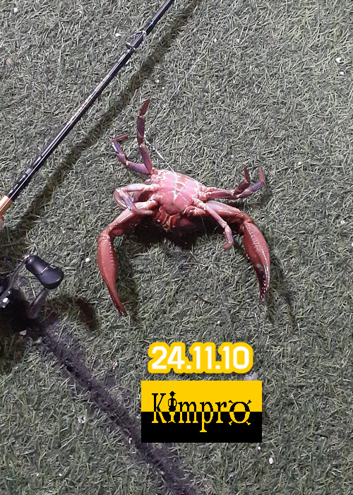 11-10 붕장어,갑오징어 조황안내