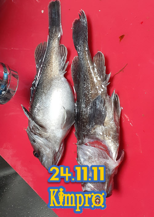 11.11 좌대낚시 조황안내
