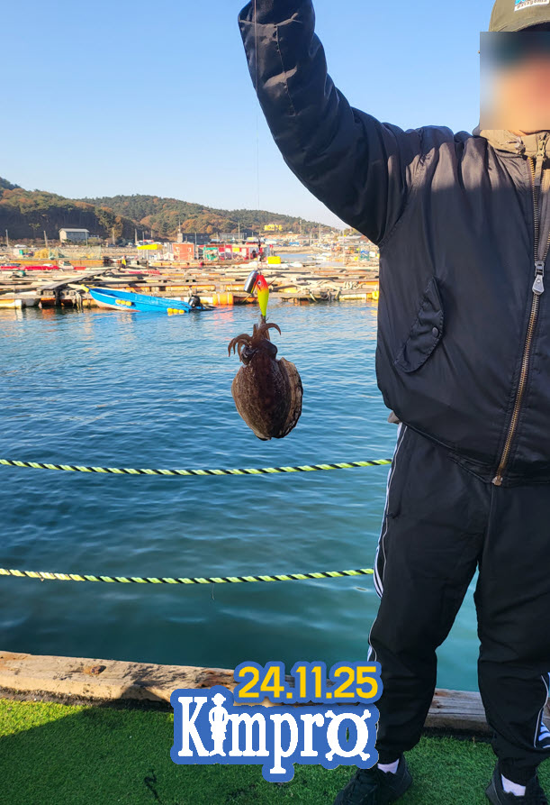 11월25일 쭈꾸미 갑오징어 붕장어 조황안내