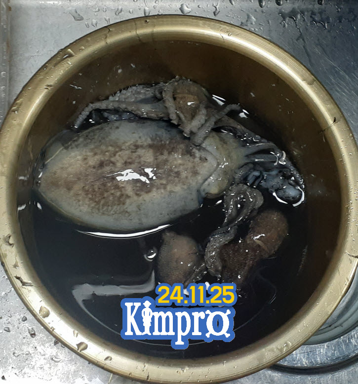 11월25일 쭈꾸미 갑오징어 붕장어 조황안내