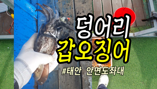 갑오징어 낚시 덩어리! 300원 왕눈이 에기 낚시