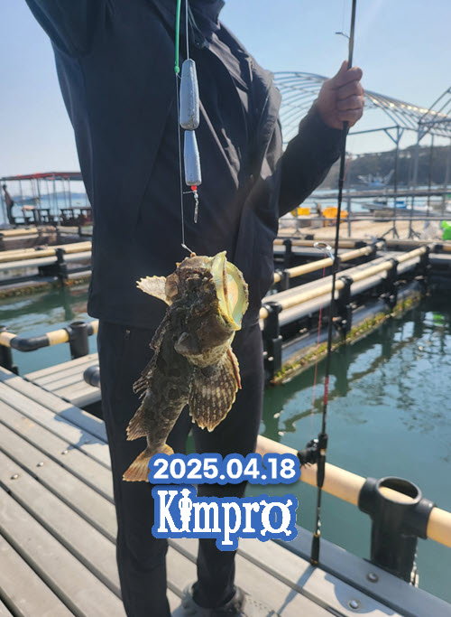 0418 태안 안면도좌대 우럭낚시 조황 안내